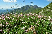 65 Silene a cuscinetto (Silene acaulis) con vista in Menna